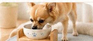 シニア犬の食器選び|見直したい5つのこと